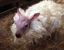 Ovelha nasce sem lã em raro fenômeno e ganha casaco para se manter aquecida