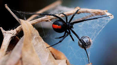 Homem é hospitalizado após levar picada de aranha venenosa em seu pênis