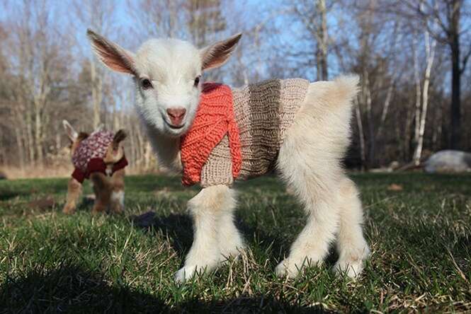 Cabras recém-nascidas ganham roupas de lã para suportar o frio