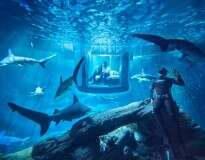 Quarto subaquático permite que você durma cercado por tubarões