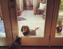 19 fotos curiosas de gatos e cachorros de lados opostos da porta