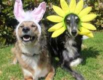 10 imagens hilárias de animais durante a celebração da Páscoa