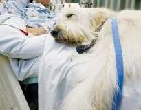 Hospital permite visitas de animais de estimação a donos doentes para fazê-los se sentir melhor
