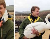 Cisne abraça homem que o salvou e imagem comove internautas