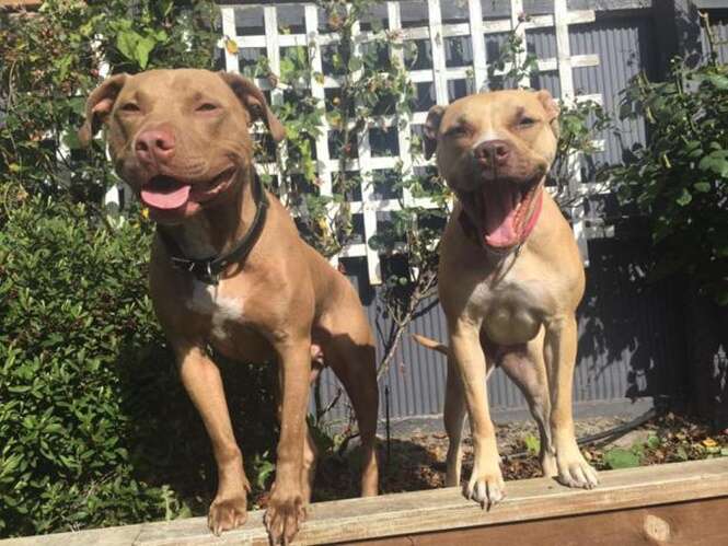 Foto: Christchurch Bull Breed Rescue -Facebook