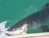 Vídeo chocante flagra tubarão leopardo sendo devorado por enorme tubarão branco