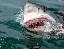 Fotógrafo registra momento chocante em que enorme tubarão branco devora indefeso filhote de foca