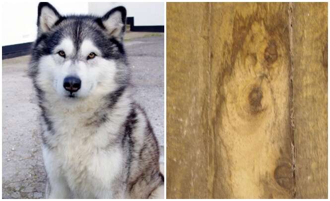 Mulher fica em choque ao ver mancha do rosto de seu cão na parede