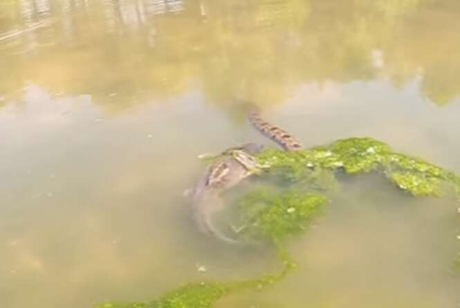Cobra enorme “pescando” grande bagre em rio