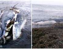 Vídeo: filhote de baleia encalha em praia e moradores resolvem retirar sua carne ao invés de ajudá-lo