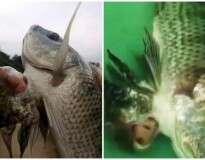 Vídeo: peixe “siamês” nasce na China e atrai visitantes curiosos