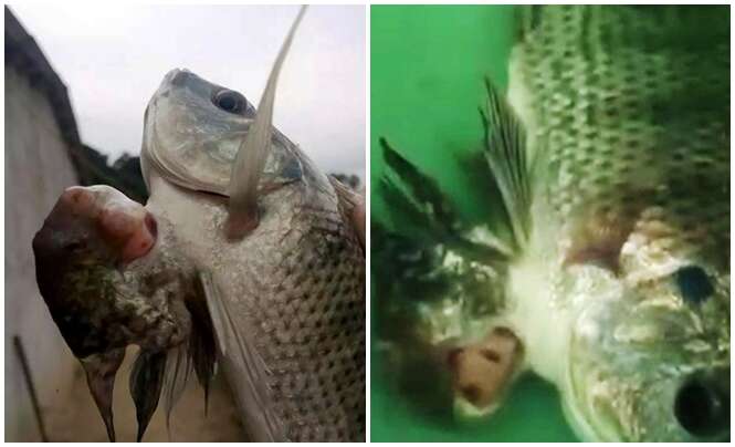 Vídeo: peixe “siamês” nasce na China e atrai visitantes curiosos