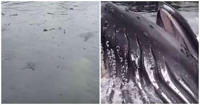 Vídeo impressionante mostra momento em que baleia enorme salta a centímetros de pescador