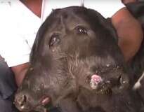 Vaca dá à luz bezerro de duas cabeças na Índia e moradores acreditam se tratar de encarnação divina