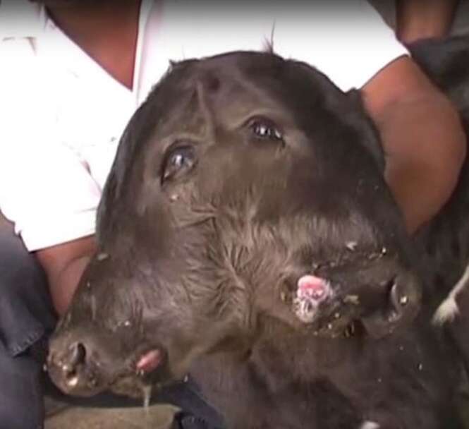 Vaca dá à luz bezerro de duas cabeças na Índia