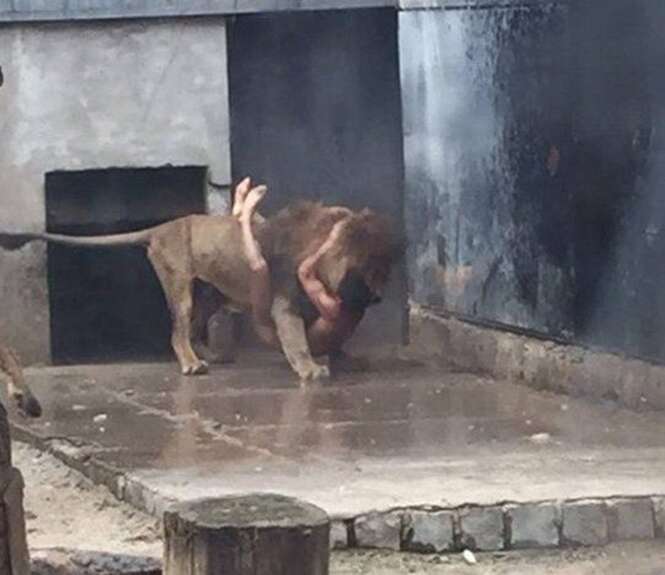Leões são mortos a tiros em zoológico após homem nu entrar na jaula deles