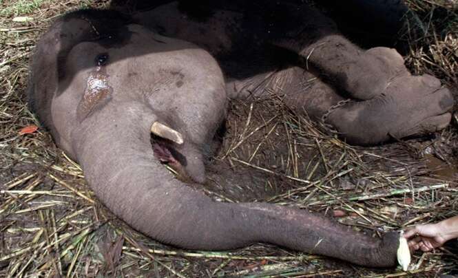 Elefante derrama lágrimas enquanto espera pela morte em zoológico
