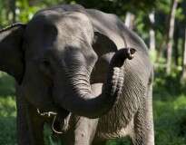 Elefante se irrita ao ser fotografado e mata mulher na Indonésia
