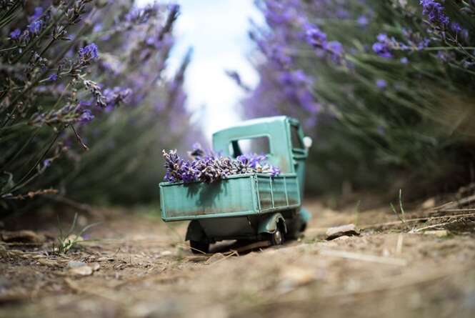 Fotógrafo usa seus carrinhos em miniatura para registrar belas fotos 