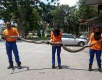 Enorme cobra píton de quase 4 metros de comprimento é encontrada na Malásia