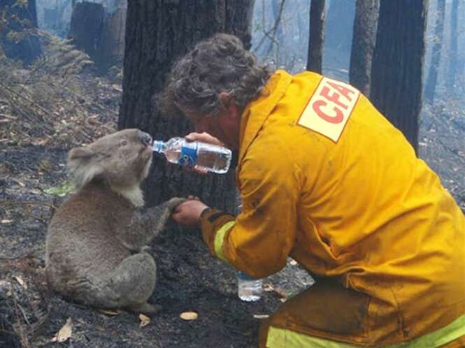 Fotos de bombeiros que arriscaram suas vidas para salvar animais