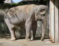 Elefante mais solitário do mundo morre após ficar preso durante 67 anos