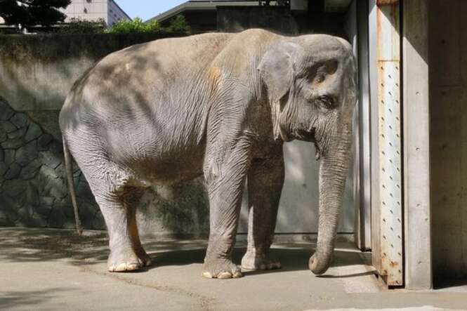 Elefante mais solitário do mundo morre