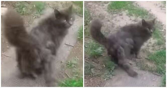 Vídeo mostra gato com três caudas na Rússia