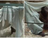 Vídeo hilário mostra macaco fingindo ser fantasma para assustar visitantes de zoológico
