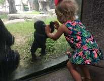 Imagem mágica entre menina de 2 anos e bebê gorila comove internautas pelo mundo