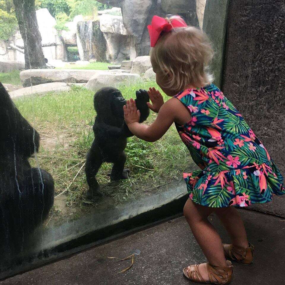 Imagem mágica entre menina de 2 anos e bebê gorila comove internautas