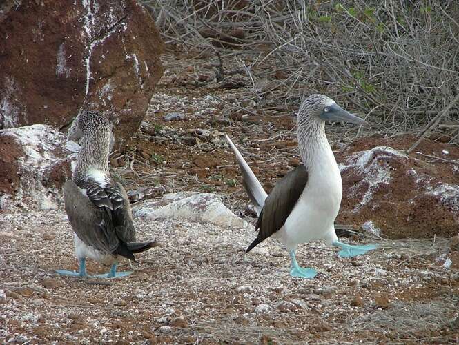 Fotos demonstrando a beleza das aves