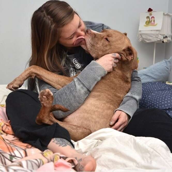 Fotos provando que pit bulls são mais dóceis que você imagina