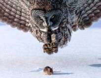 10 fotos de animais que estão prontos para matar