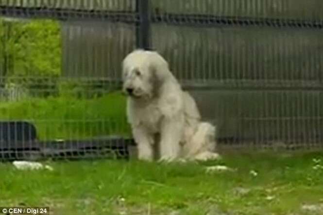 Cão se recusa sair da porta de casa esperando retorno de seu dono