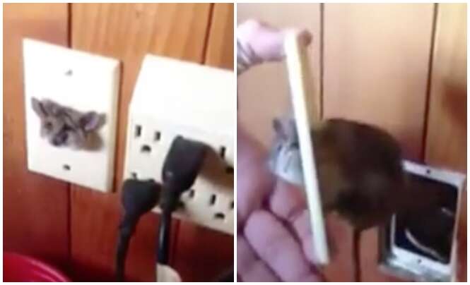 Rato fica preso na tomada de parede