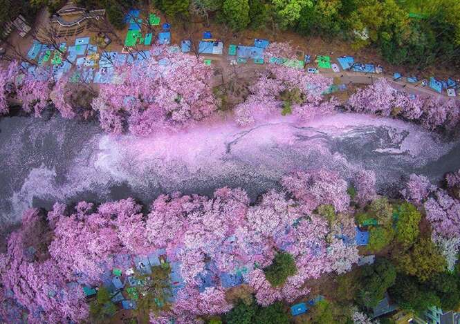 Fotógrafo usa drone para registrar lindas imagens de cerejeiras japonesas