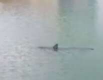 Vídeo: enorme tubarão é visto nadando em praia e deixa banhistas aterrorizados