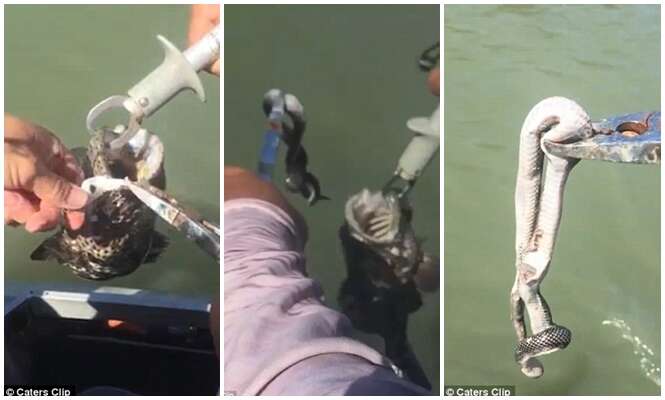 Pescador captura peixe e encontrar cobra venenosa viva na boca do animal