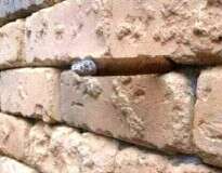 Simples foto de muro de tijolos esconde objeto e deixa internautas confusos. Você consegue localizá-lo?