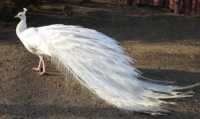 Fotos de belas aves encontradas pelo mundo