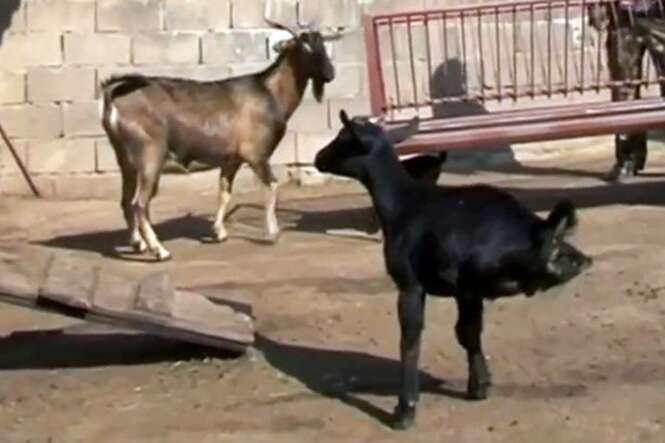 Cabra nasce sem as patas traseiras e aprende a conviver com adversidade