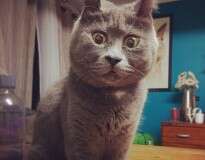 Gato se torna sensação na internet por causa de sua expressão permanente de surpresa