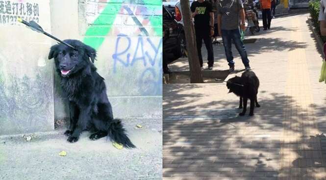 Cão é tentando tirar flecha encravada na cabeça