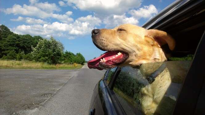 Adoráveis fotos de cães que amam passear de carro