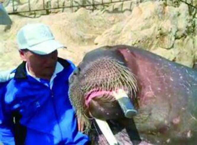 Homem morre ao tentar fazer selfies com morsa em zoológico na China