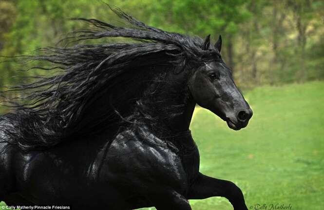 Conheça o cavalo mais bonito do mundo 
