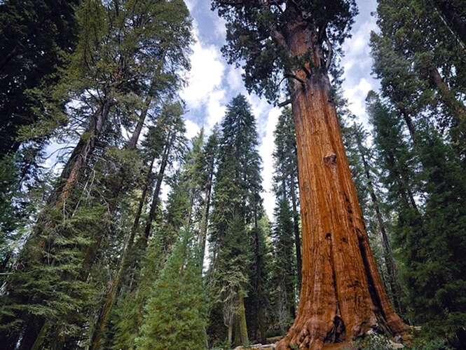 As mais antigas árvores do mundo