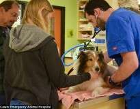 Cão prestes a ser sacrificado tem vida salva no último minuto após veterinária acariciar sua orelha e encontrar carrapato que causou paralisia