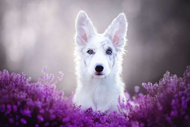 Fotógrafa polonesa chama atenção registrando as mais lindas imagens de cães